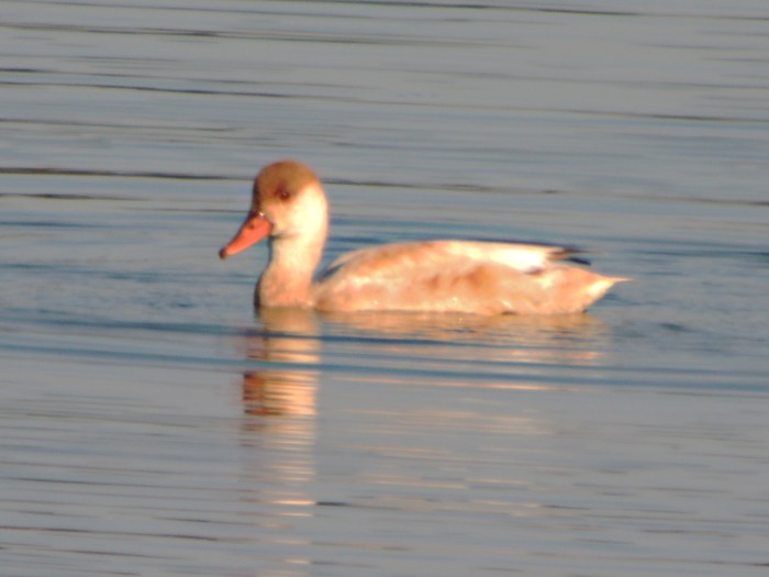 leucistic Red-crested Pochard, Clifford Hill GP, 8th September 2014 (Mike Alibone)