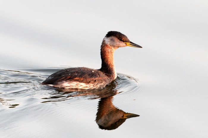 Red-necked Grebe, Daventry CP, 10th September 2014 (Bob Bullock)