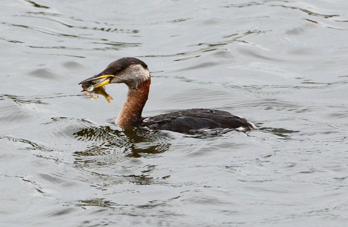 Red-necked Grebe with European Perch, Daventry CP, 15th September 2014 (John Moon)