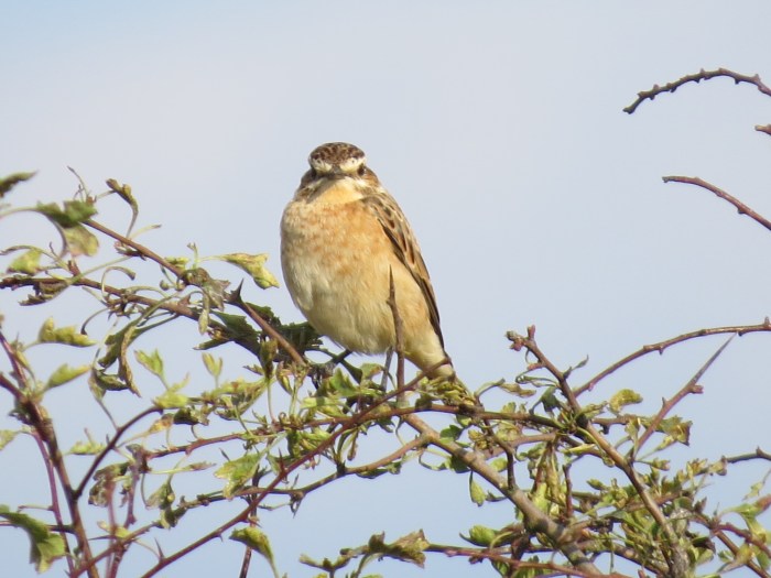 Whinchat, Harrington AF, 7th September 2014 (Simon Hales)