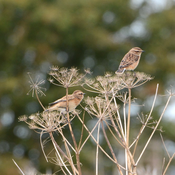 Whinchats, Harrington AF, 30th August 2014 (John Moon)