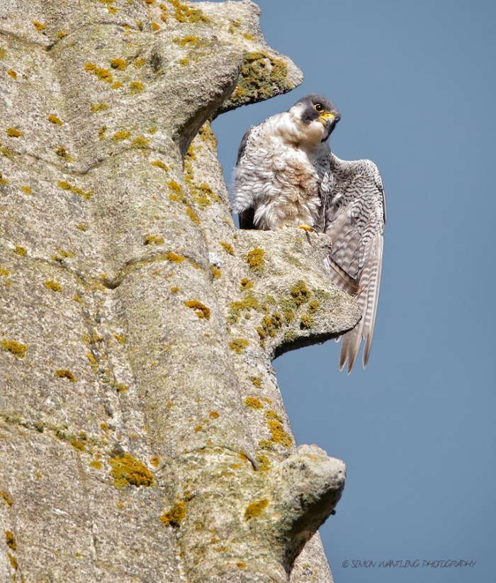 Adult Peregrine, Northamptonshire Nene Valley, 4th October 2014 (Simon Wantling)