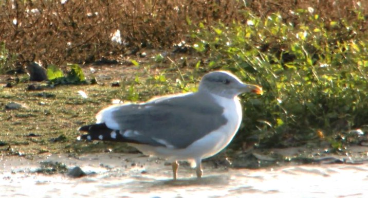 Adult'Azorean Gull, Stanwick GP, 21st October 2014 (Mike Alibone)