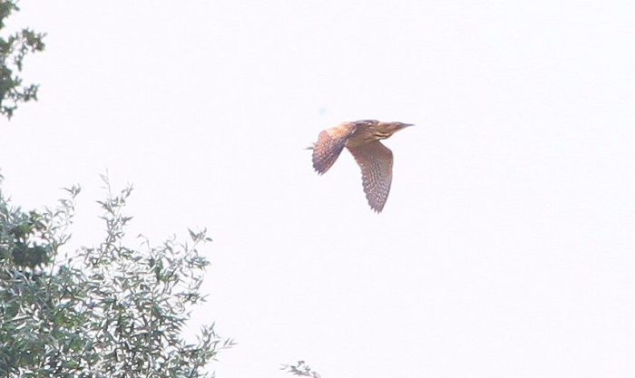 Bittern, Summer Leys LNR, 21st September 2014 (Bob Bullock)