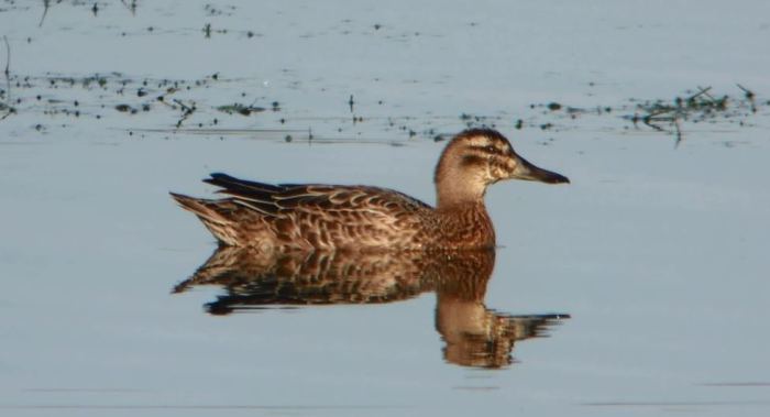 Garganey, Pitsford Reservoir, 5th October 2014 (Mike Alibone)