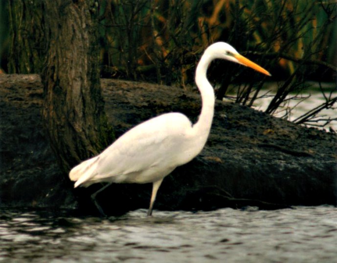 Great White Egret, Billing Aquadrome, November 1997 (Keith Stone)