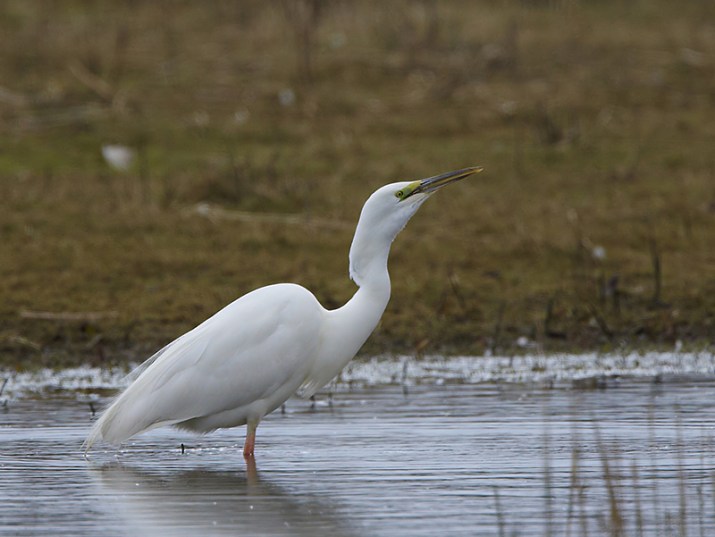 Great White Egret, Summer Leys, 28th March 2013 (Douglas McFarlane). Same individual as above.