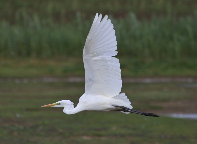 Great White Egret, Summer Leys LNR, 22nd September 2014 (Alan Coles)