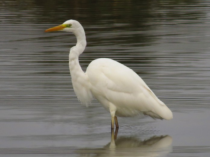 Great White Egret, Summer Leys LNR, 27th September 2014 (Simon Hales)