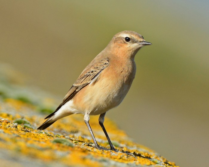 Northern Wheatear, Pitsford Res, 16th October 2014 (Clive Bowley)