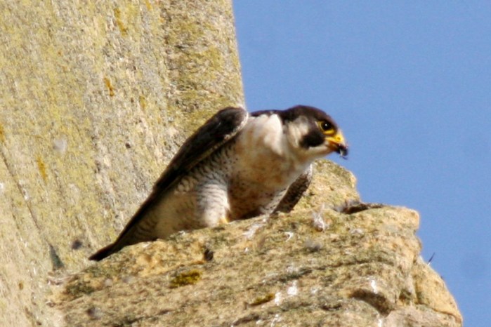 Peregrine, Northamptonshire Nene Valley, 25th September 2014 (John Broadbent)