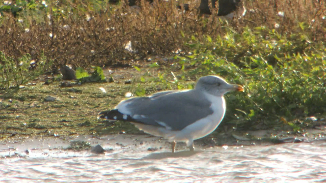Adult 'Azorean' Gull, Stanwick GP, 21st October 2014