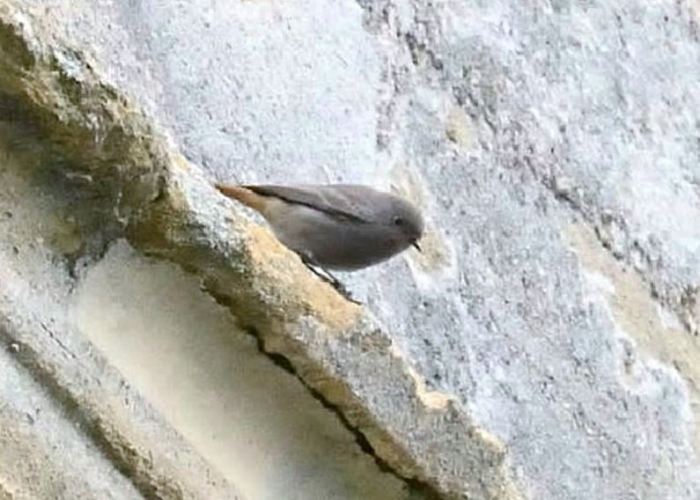 Black Redstart, Oundle, 18th November 2014 (Alex Barclay)