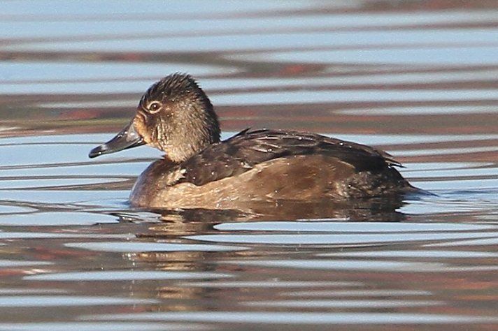 Female Ring-necked Duck, Wicksteed Park Lake, 9th November 2014 (Bob Bullock)