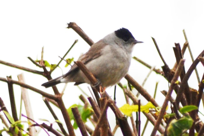 Male Blackcap, Northampton 22nd November 2014 (Stuart Mundy)