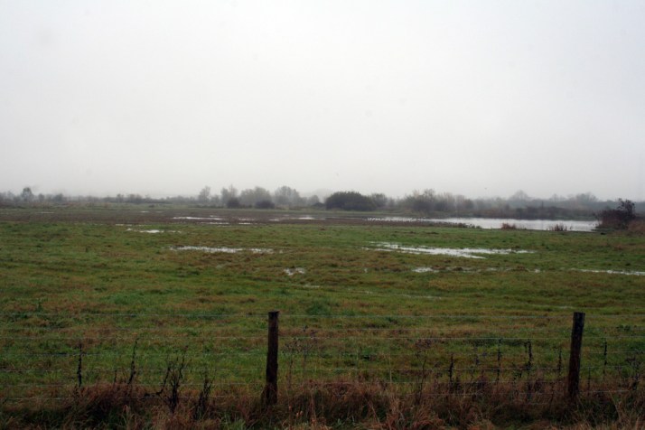 New scrape area, 27th November 2014 (Ian Wilson)