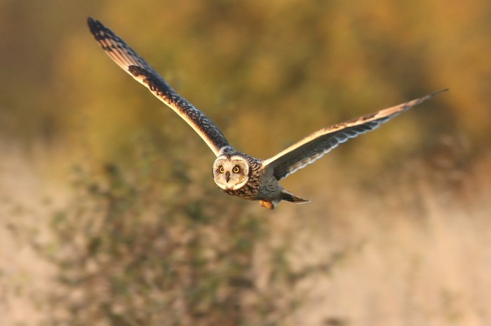 Short-eared Owl, Blueberry Farm, 3rd November 2014 (Bob Bullock)