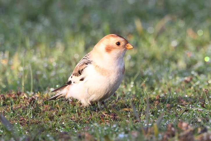 061 Snow Bunting 27.11.14 Hollowell Res