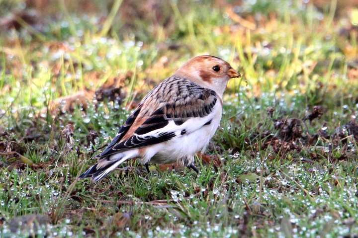 37 Snow Bunting 27.11.14 Hollowell Res