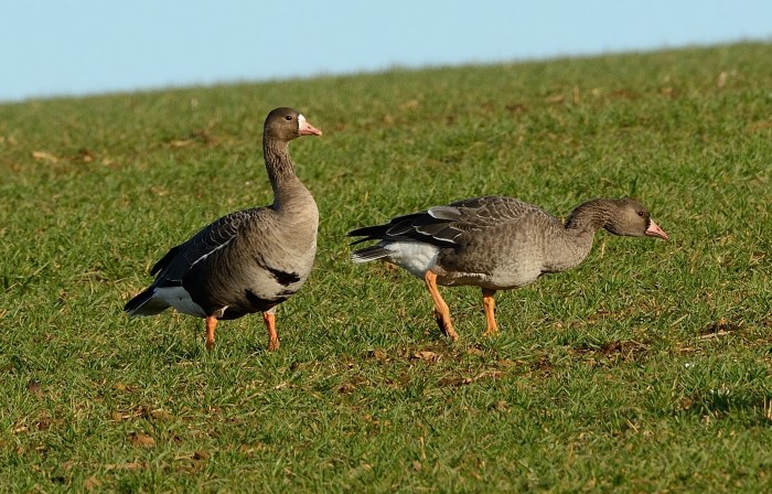 Adult and first-winter White-fronted Geese, Sywell CP, 16th December 2014 (John Moon)