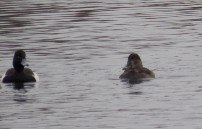 Female Ring-necked Duck, Billing GP, 26th December 2014 (Dave James)