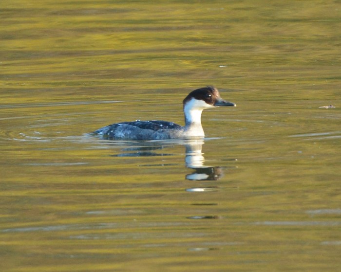 Smew, Pitsford Res, 30th November 2014 (Clive Bowley)