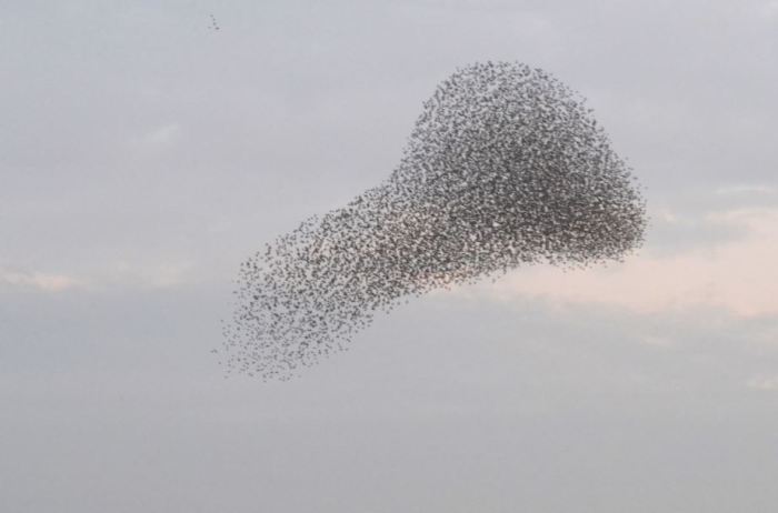 Starling Murmuration, Thrapston GP 29th November 2014 (Stuart Mundy)
