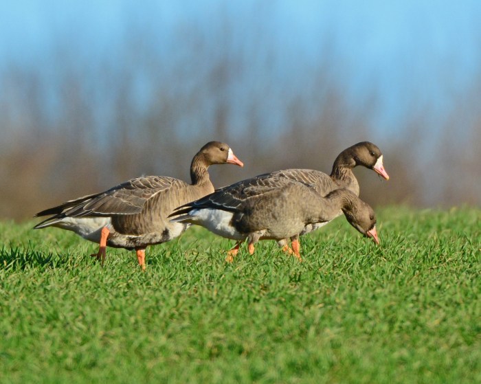 Two adult and one first-winter White-fronted Geese, Sywell CP, 19th December 2014 (Clive Bowley)