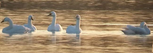 Bewick's Swans, Stanwick GP, 28th December 2014 (Steve Fisher)
