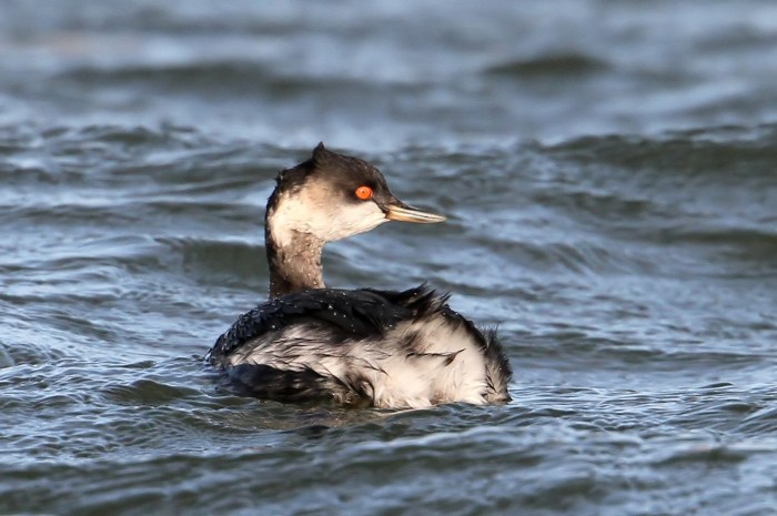 Black-necked Grebe, Clifford Hill GP, 2nd January 2015 (Bob Bullock)