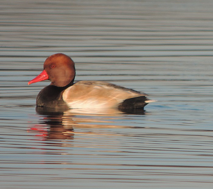 Drake Red-crested Pochard, Hardingstone GP, 30th December 2014 (Mike Alibone)