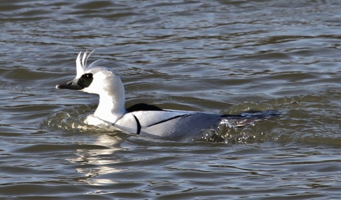 Drake Smew, Ravensthorpe Res, 11th January 2014 (Alan Coles)