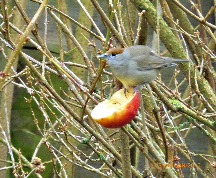 Female Central European Blackcap, East Hunsbury, Northampton, 12th January 2014 (Geof Douglas)