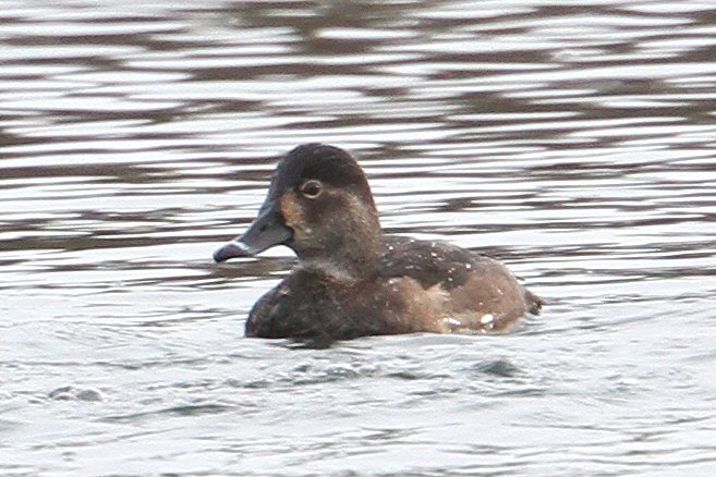 Female Ring-necked Duck, Billing GP, 26th December 2014 (Bob Bullock)