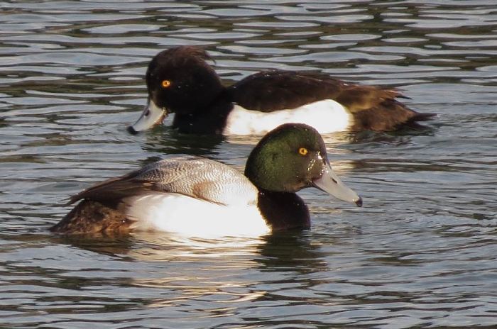 First-winter drake Scaup, Ravensthorpe Res, 25th January 2014 (John Friendship-Taylor)