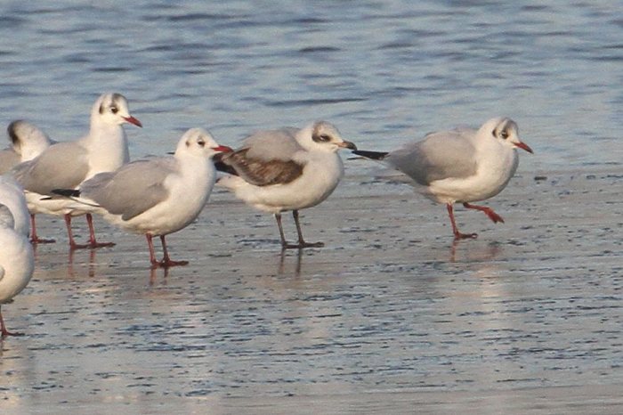 First-winter Mediterranean Gull with Black-headed Gulls, Pitsford Res, 20th January 2015 (Bob Bullock)