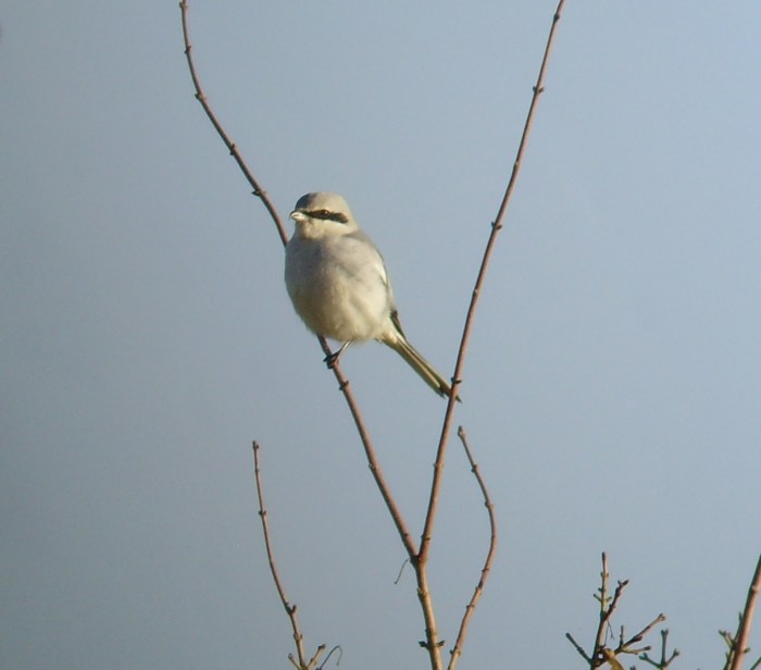 Great Grey Shrike, Burn Coppice, Deenethorpe, 8th January (Geof Douglas)