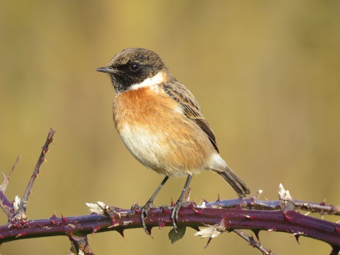 Male Stonechat, Ditchford GP, 24th January 2014 (Simon Hales)