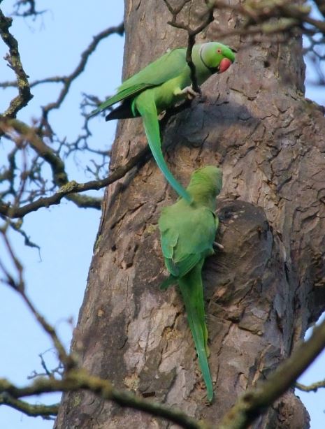Ring-necked Parakeets, Abington Park, Northampton, 9th January 2015 (Doug Goddard)