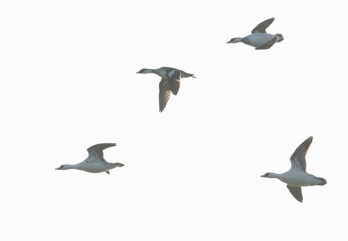 Smew, Pitsford Res, 27th December 2014 (Dave Jackson)