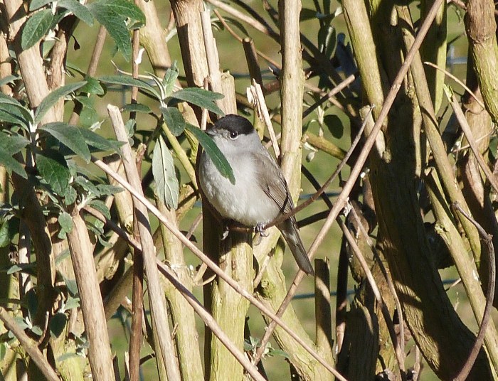 Central European Blackcap, Thrapston, 9th February 2015 (David Holden)