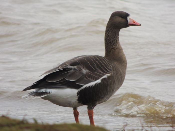 First-winter European White-fronted Goose, Pitsford Res, 22nd February 2015 (Mike Alibone)