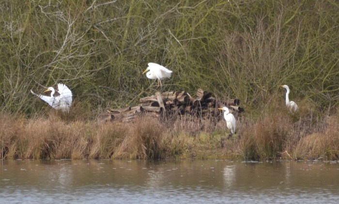 Great White Egrets, Summer leys LNR, 20th February 2015 (Stuart Mundy). Four of the five present at this site on this date.
