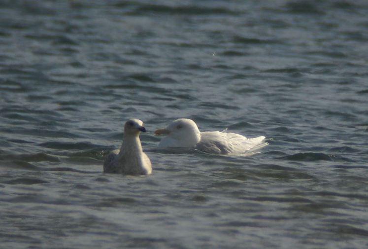 Adult Glaucous Gull, Stanwick GP, 27th March 2015 (Dave Warner)