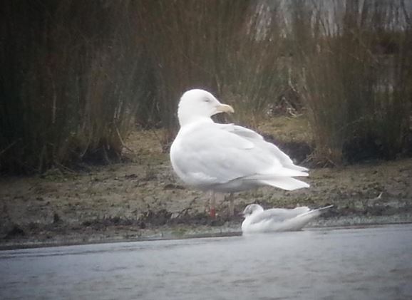Adult Glaucous Gull, Stanwick GP, 28th March 2015 (Steve Fisher)