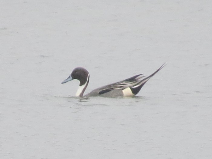 Drake Pintail, Summer Leys LNR, 17th March 2015 (Simon Hales)