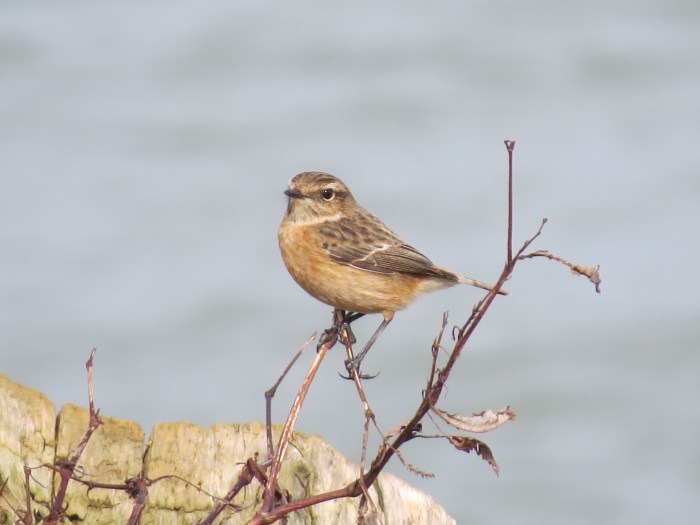 Female Stonechat, Pitsford Res, 1st March 2015 (Simon Hales)