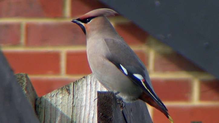 First-winter Waxwing, Corby, 11th March 2015 (Michael Tew)