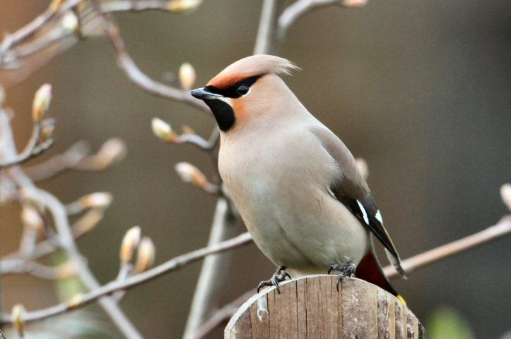 First-winter Waxwing, Corby, 12th March 2015 (Bob Bullock)