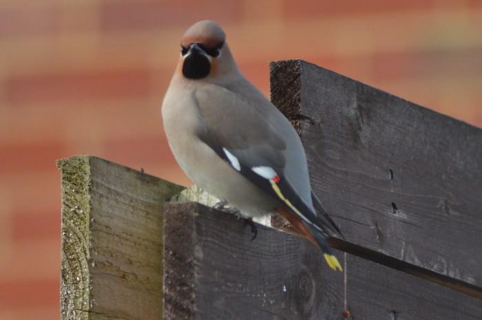 First-winter Waxwing, Corby, 12th March 2015 (Stuart Mundy)